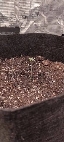 Gelato Auto  — seedling_rooting, day 5