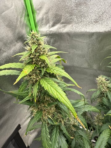 1st grow — flower, day 1