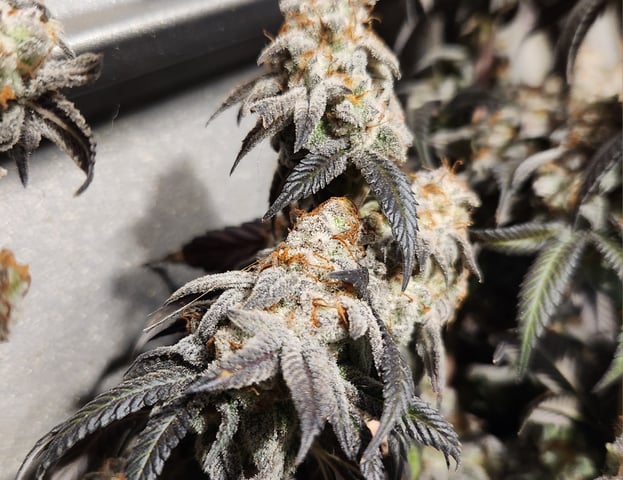 true genetics  — flower, day 125