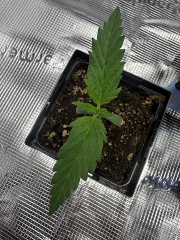My First Grow — seedling_rooting, day 6