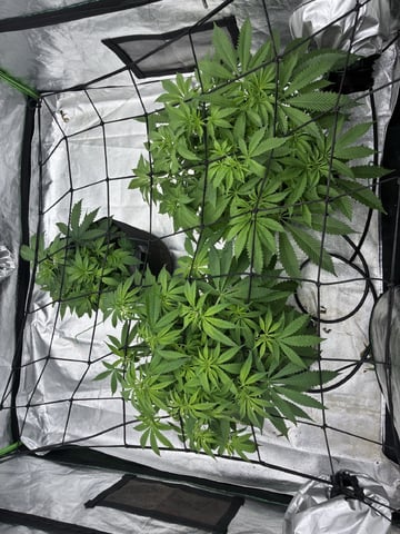B.P, E.G, B.F, Chama! — flower, day 53