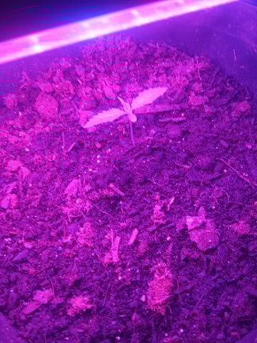 aurora auto — seedling_rooting, day 2