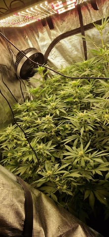 Indigo Saphirex2 And Slush Mint Cake X2 — flower, day 79