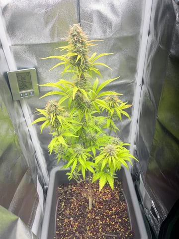 test 1 vanilla gelato — flower, day 56