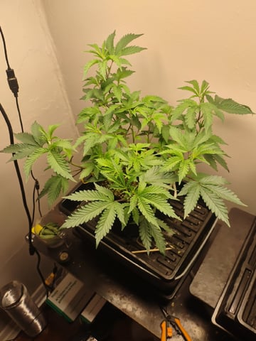 Mainely Genetics Clone Run #One — vegetative, day 1