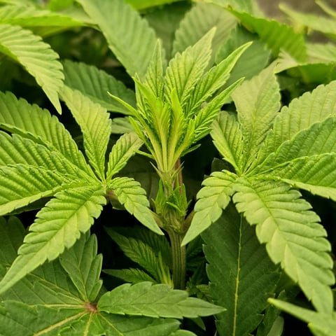 Blackberry Kush — flower, day 68