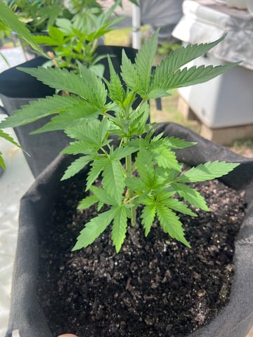 Gorilla Glue — vegetative, day 7