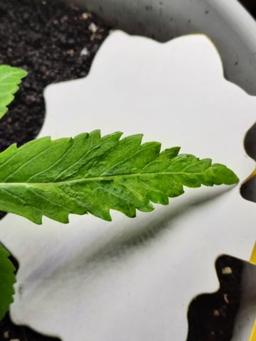 missing pieces — vegetative, day 17