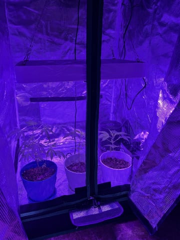 Veg And Auto-Bloom Room — vegetative, day 3