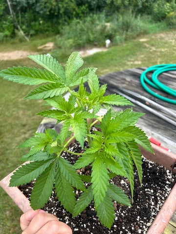 White Widow Twins — vegetative, day 36