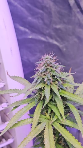 Amnesia Haze Run — flower, day 74