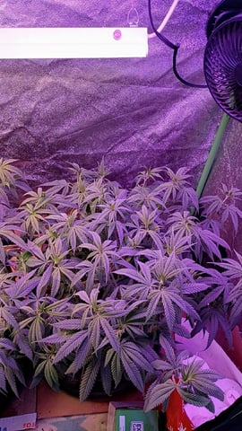 Purple Plum Perfect 💜 & 2 Grape Runtz 🍇 Mainlining garden.  — vegetative, day 106