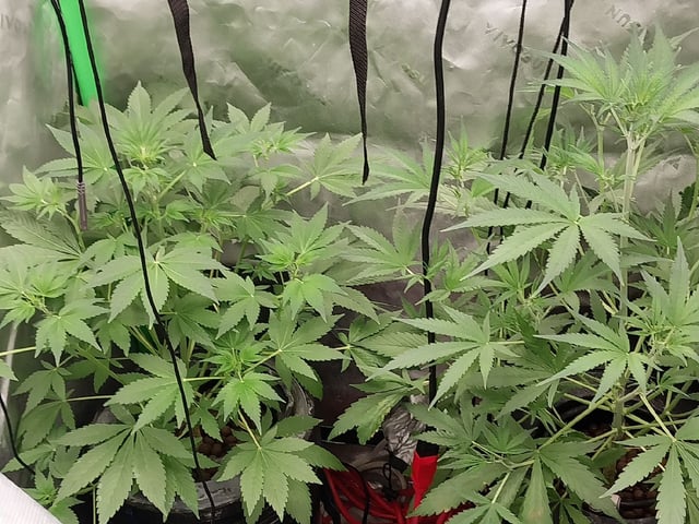 Auto-Flowers 