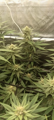 Starfighter/Ohio Guptilla Hybrid — flower, day 15