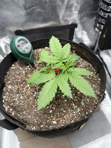 Gorilla Cookies 2nd Try — vegetative, day 27