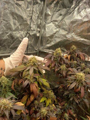 ( Guava Dawg × Sour Tangie ) F2 — flower, day 36