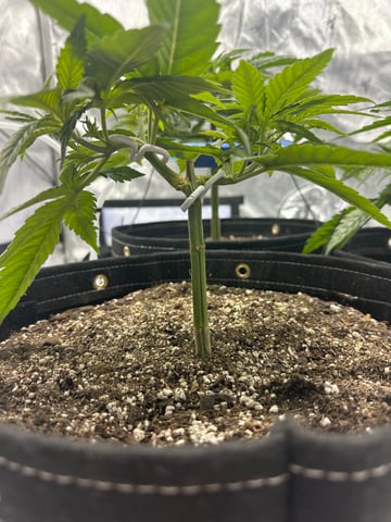 XJ-13 x Pennywise — vegetative, day 12