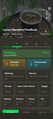 FastBuds Photo-Lemon Mandarin  — seedling_rooting, day 11