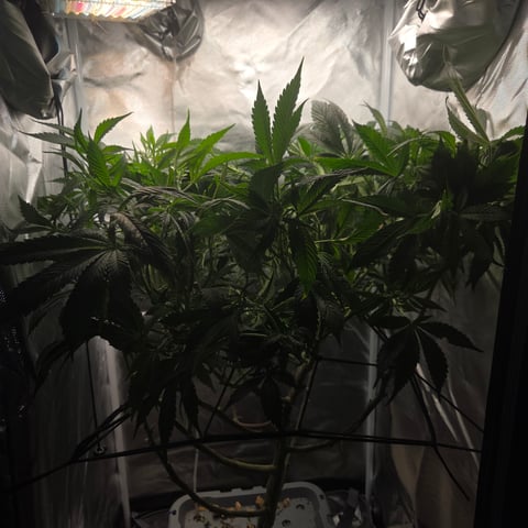 Fast Flowering Photo — flower, day 128