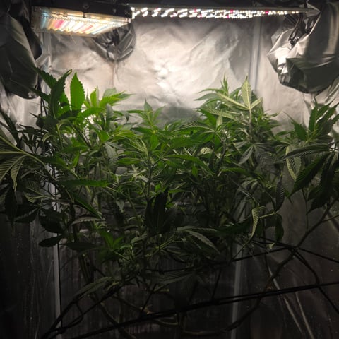 Fast Flowering Photo — flower, day 129