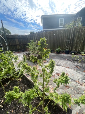 any help suggestions welcome — flower, day 25