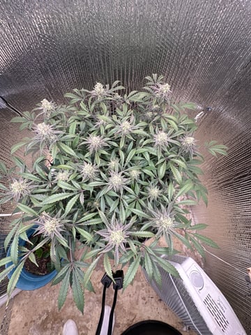 Gelly Mama and Sugar Tree — flower, day 244