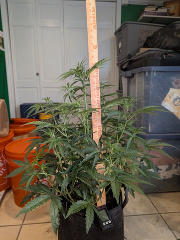 Control Plant — flower, day 64