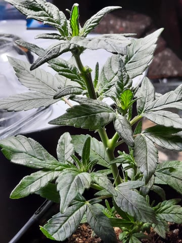 missing pieces — flower, day 100