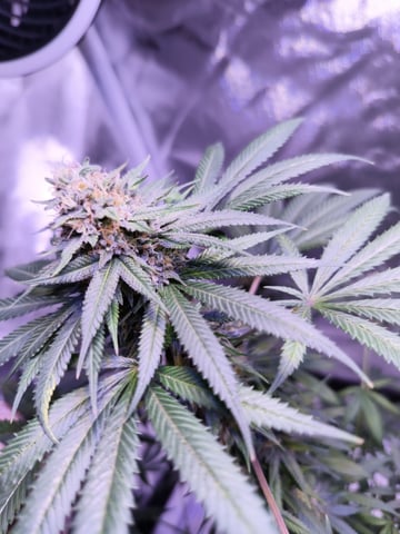 unknown strain 1st grow — flower, day 93