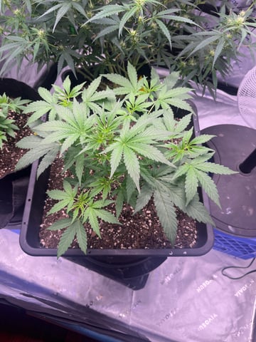 tropicana cookie purple  — vegetative, day 25