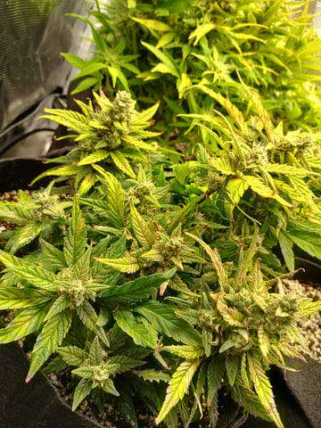 Auto Mystery 4  — flower, day 22