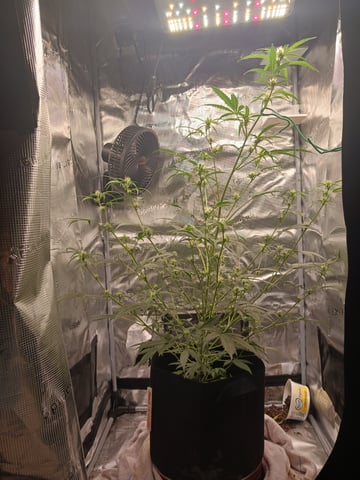 black gorilla feminized  — flower, day 20