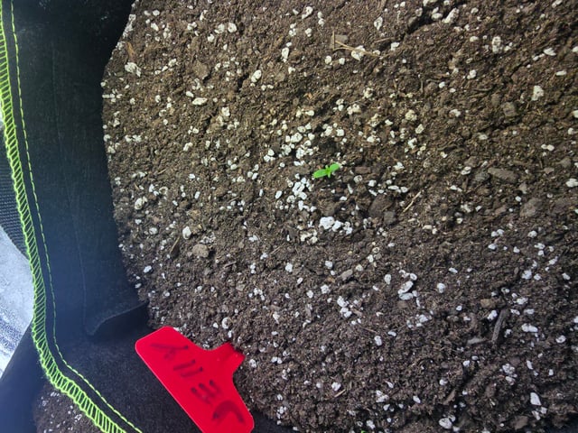 2nd Autoflower Indoor Grow — seedling_rooting, day 6