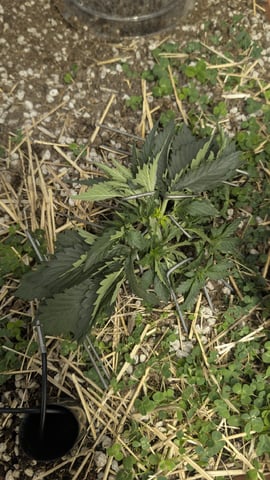 Summer Grow  — vegetative, day 26