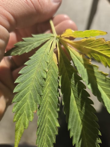 Sour Headies/OGBX1 — flower, day 125