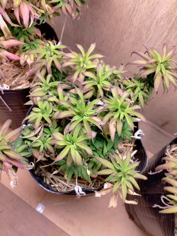 winter is coming — vegetative, day 1