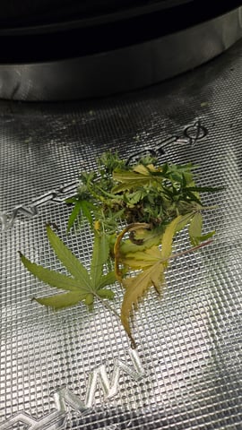 Big Momma Blue Dream  — flower, day 48