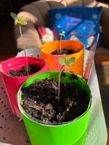 My First Grow — germination, day 10