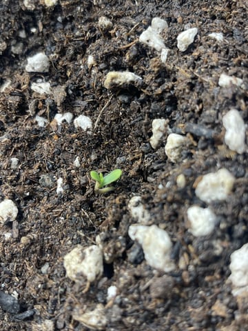 3x3 Grow — seedling_rooting, day 9