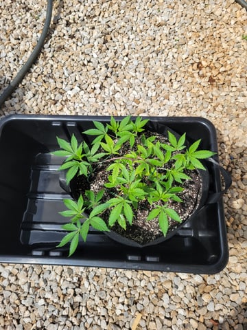 Grow — vegetative, day 1