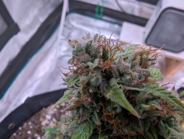 Strawberry Banana — flower, day 115