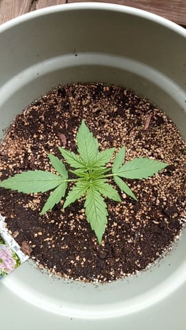 epsilon f1 — vegetative, day 5