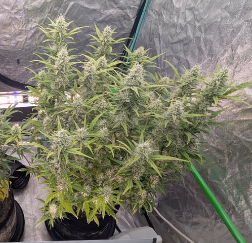 Perpetual Autoflower Mixed Grow #3 — flower, day 110