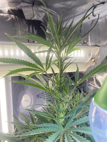 widows’ mimosa f1 — flower, day 67