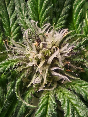 Autoflower grow. my first grow  — flower, day 56