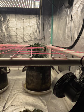 Granny Candy and PLCG — vegetative, day 55