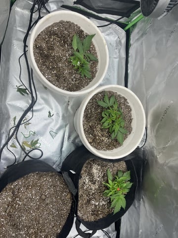 Autoskunk and OG Kush — vegetative, day 25