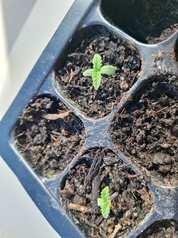 Trial — seedling_rooting, day 9