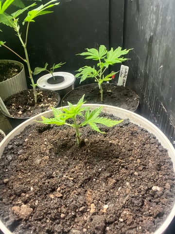 cherry pie clone  — vegetative, day 13