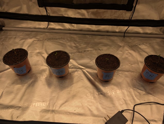 EG/SM/SG/CW — germination, day 5